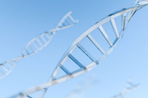 DNA ladders, DNA, ladders, electrophoresis, DNA amplification, amplification, identification, separation, blotting