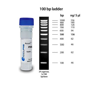 DNA ladders, electrophoresis, DNA amplification, amplification, ladders, blotting, base pairs